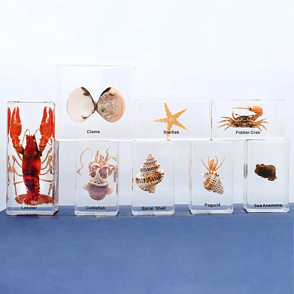 Juego de 8 Piezas Juego de Especímenes de Animales Marinos Taxidermia Pisapapeles Muestras de aula de Ciencia Colección de Resina Juguetes de Ciencia