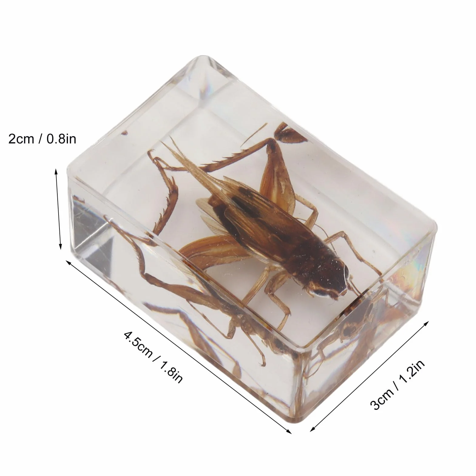 12 Uds. De Especímenes De Insectos Reales, Resina Transparente, Ciencia, Educación, Aula, Muestra De Insectos, Adorno De Mesa