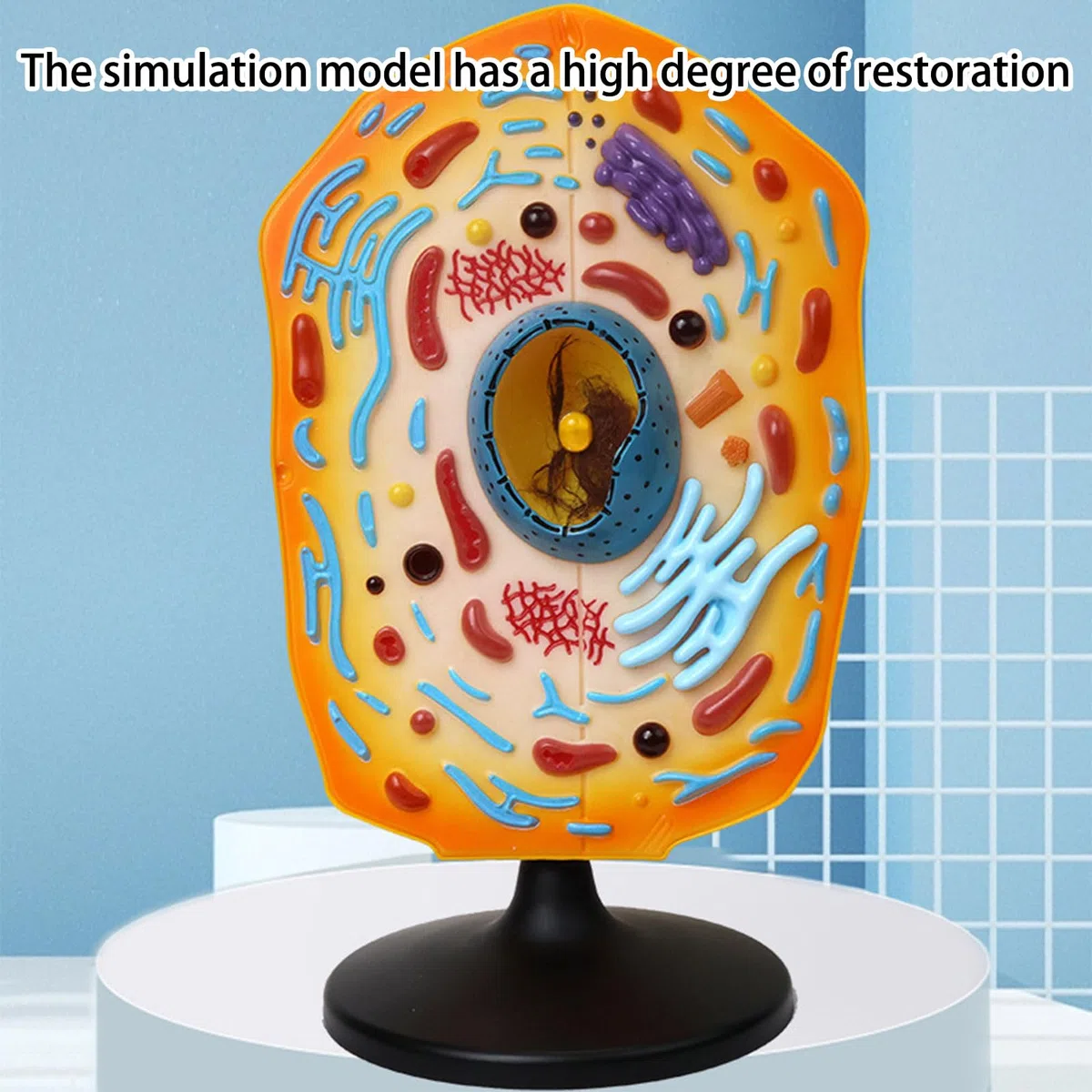 Modelo anatómico de anatomía de células animales con piezas extraíbles, ayuda de enseñanza de biología para laboratorios de ciencia, equipo de enseñanza de biología