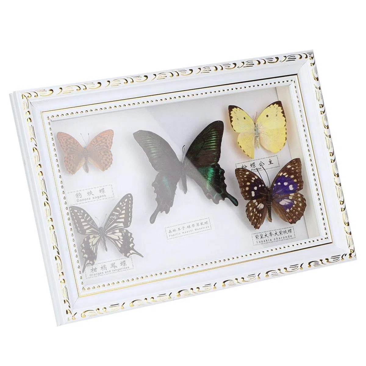 Espécimen de Mariposas, especímenes de Mariposas Reales, espécimen de Insectos, 5 Mariposas para colegas Amigos(White Box)