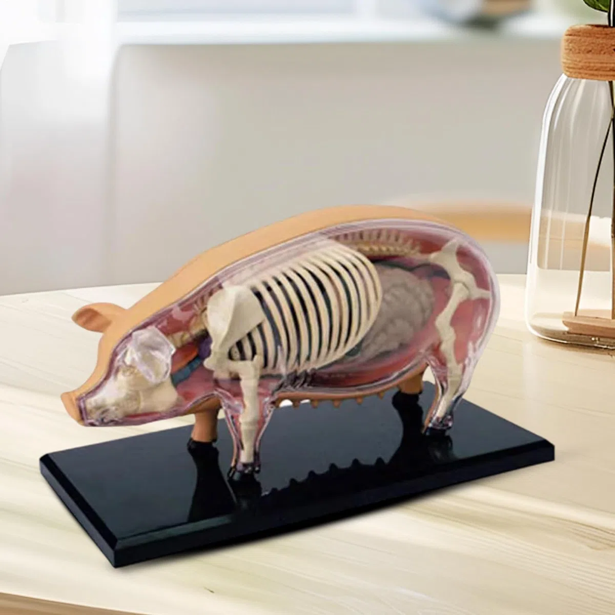 Modelos De Anatomía Animal Para Niños Modelo Veterinario De Anatomía | Juguete Científico de Biología Desmontable Material Educativo para Aulas de Veterinaria y Laboratorio