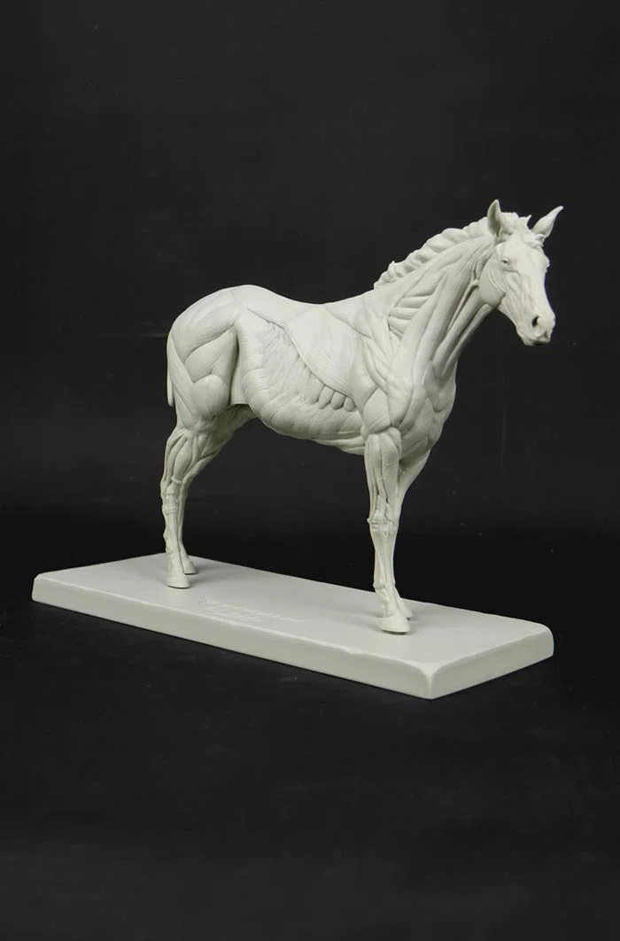 3dtotal Anatomy: figura de equino