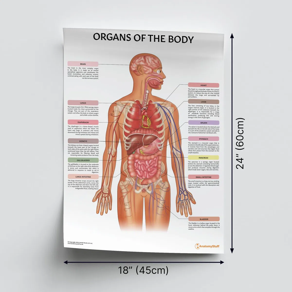 Póster/Gráfico de los Órganos del Cuerpo de AnatomyStuff 45x60cm, 18 x 24 pulgadas, Anatomía Humana, Diagrama de Órganos Internos, Póster de Anatomía Médica