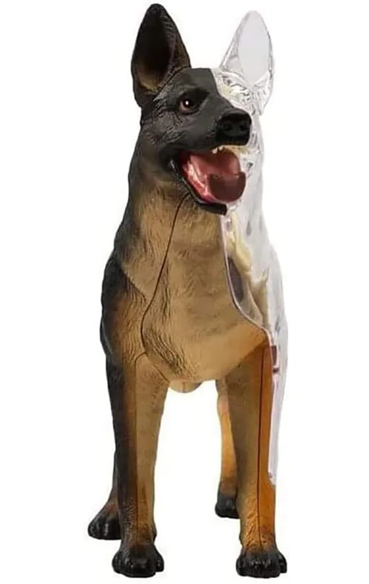 4D Anatomía del Perro Modelo, Esqueleto Canino Desmontable 29 Partes para Enseñanza