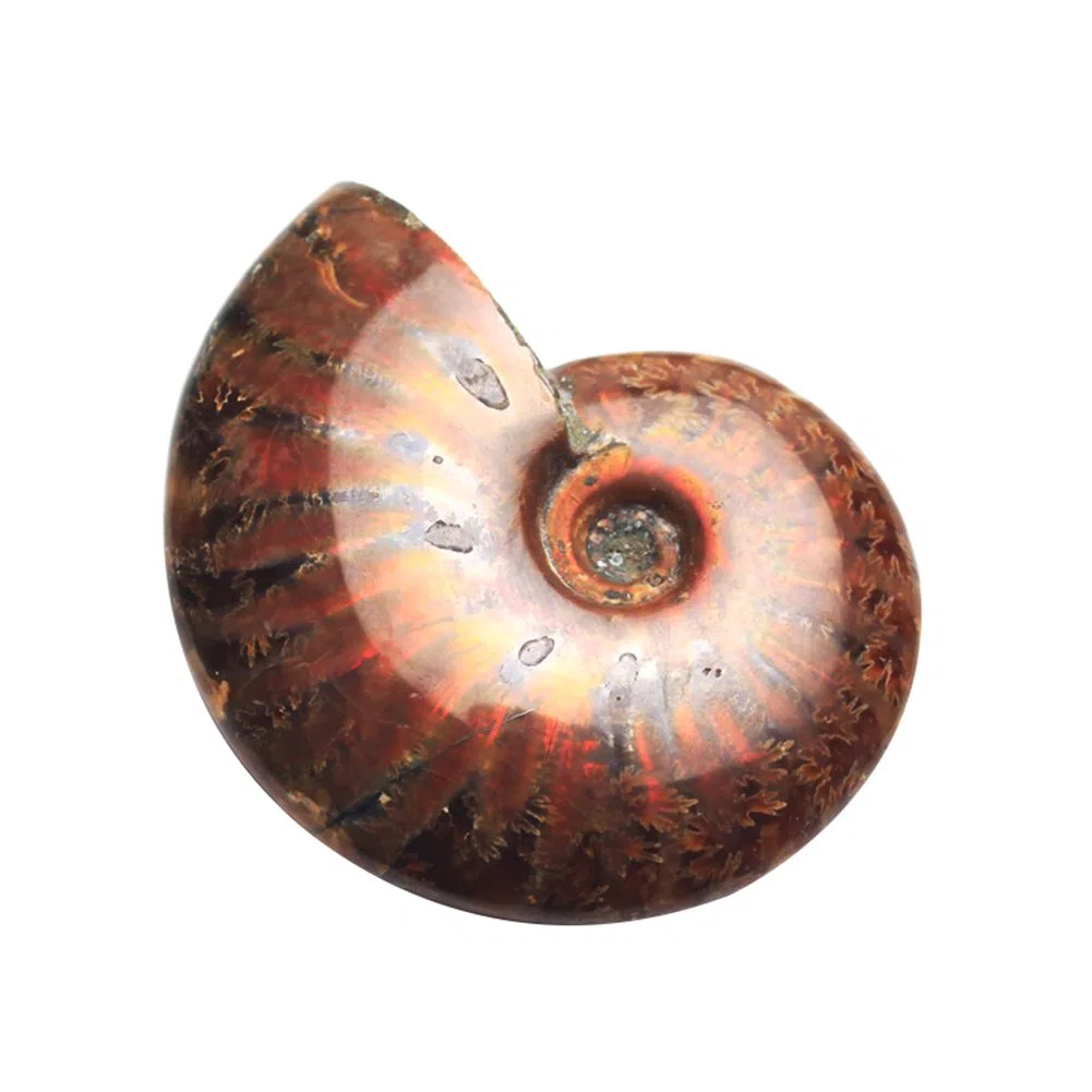 AITELEI Lucky Fortune Espiral Ammolita Natural Amonita Fósil Pure Natural Artesanía Piezas de Caracola, Piedra Fósil Jugada en Palmas