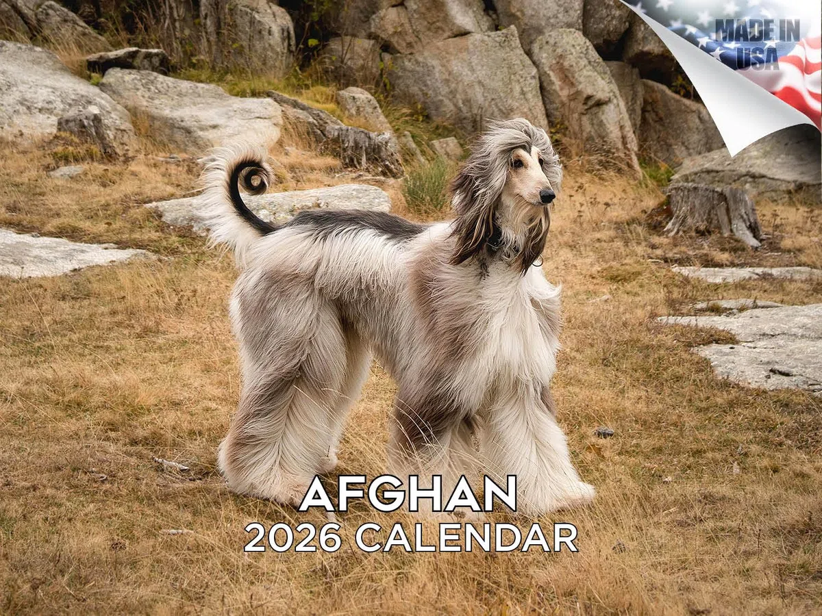Calendario 2024 2025 de perro afgano – Calendario mensual de pared de raza de perro – 12 x 18 pulgadas abierto – Papel grueso que no se corre – Regalo – Planificador académico para profesores,
