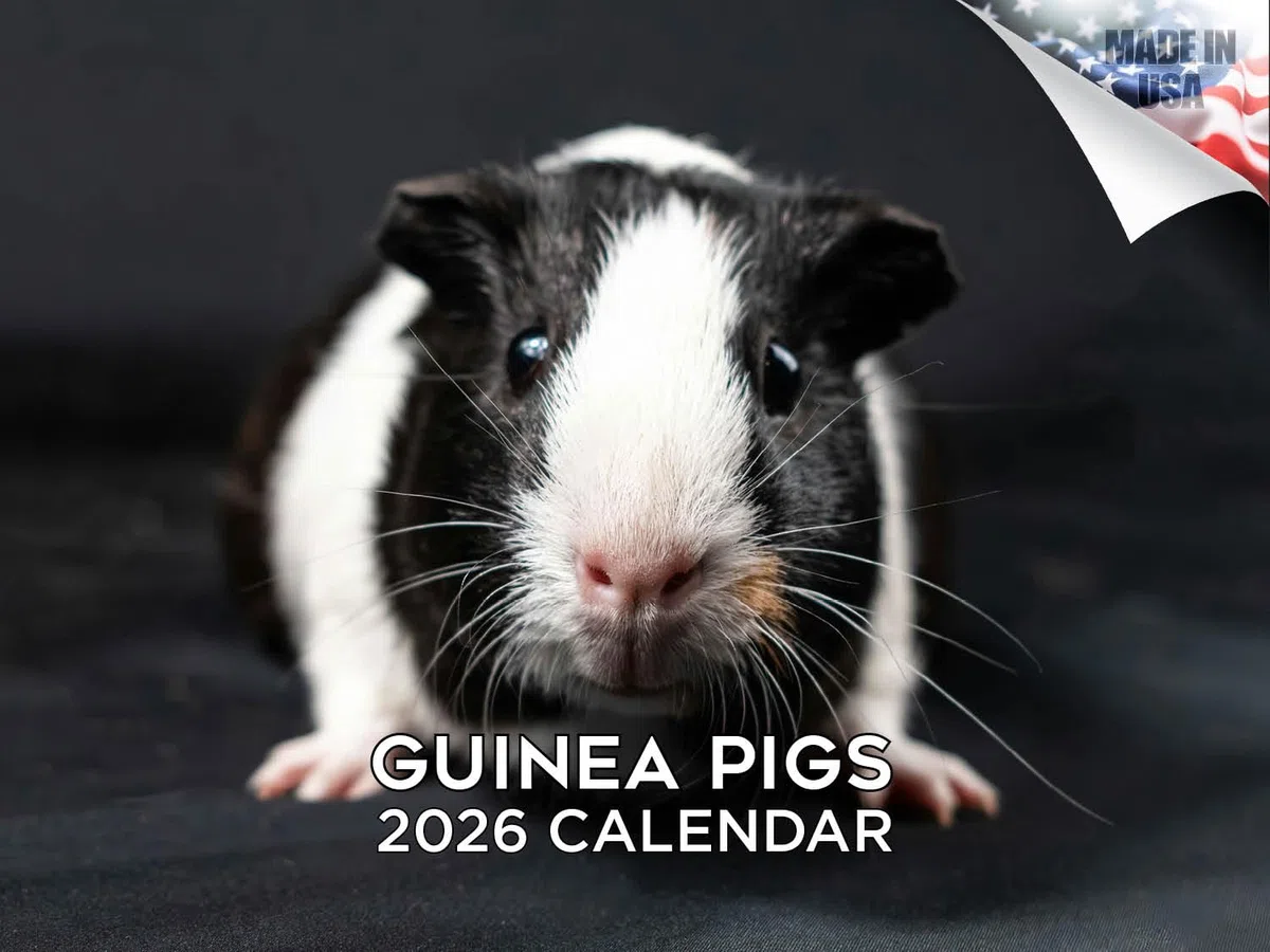 Calendario 2024 2025 de conejillos de indias, calendario mensual de pared de animales lindos, abierto de 12 x 18 pulgadas, papel grueso que no se corre, regalo, planificador académico para profesores,
