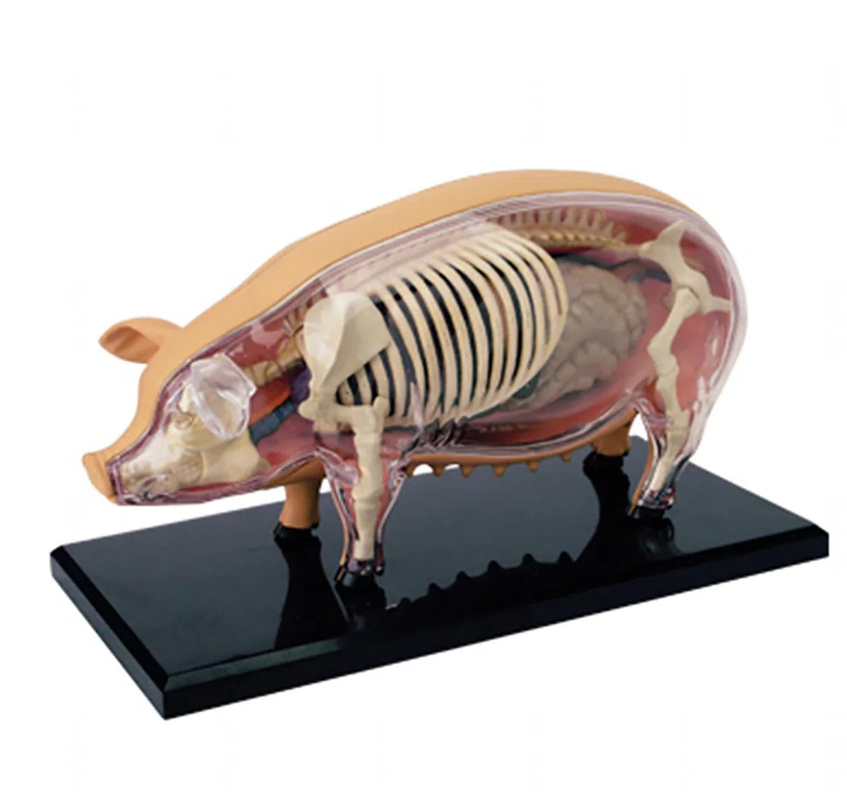 4D De Anatomía Porcina - Espécimen De Biología Desmontable para Formación Veterinaria Y Demostración Didáctica En Clínicas Y Escuelas De Animales De Compañía