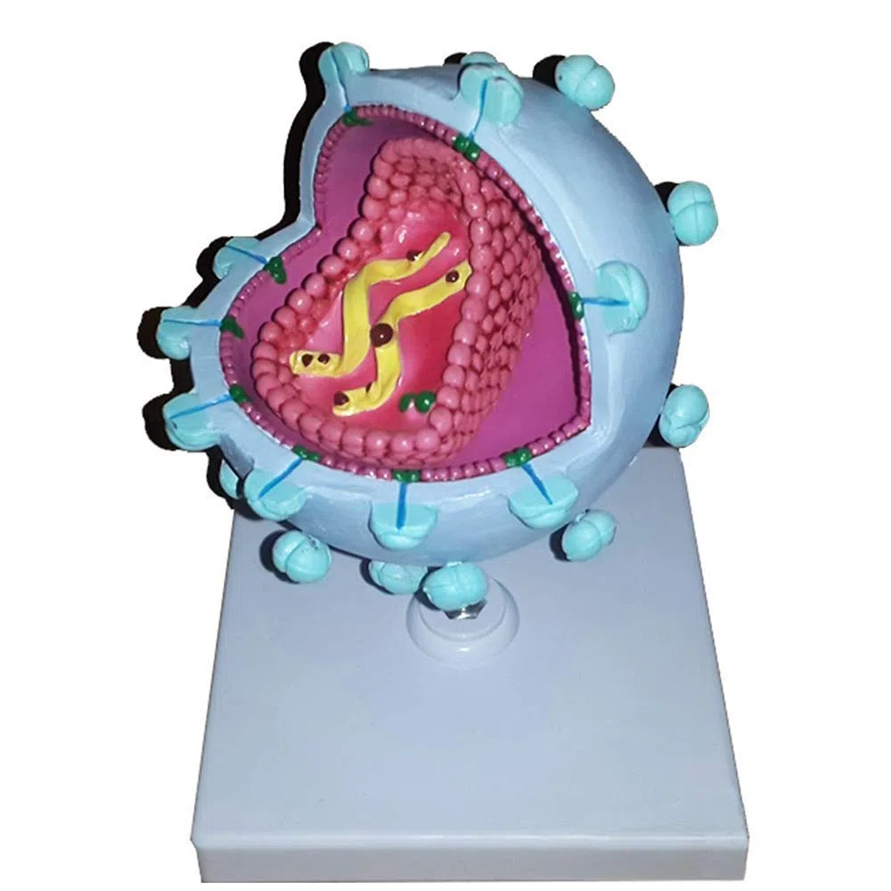 Modelo educativo AIDS-Modelo de virus - Modelo de enseñanza médica anatómica anatómica expandida del virus anatómico - Material de la demostración del modelo del virus humano del material de PVC