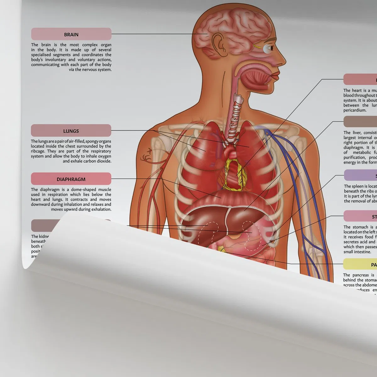 Póster/Gráfico de los Órganos del Cuerpo de AnatomyStuff 45x60cm, 18 x 24 pulgadas, Anatomía Humana, Diagrama de Órganos Internos, Póster de Anatomía Médica