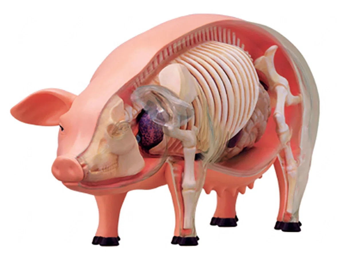 4D De Anatomía Porcina - Espécimen De Biología Desmontable para Formación Veterinaria Y Demostración Didáctica En Clínicas Y Escuelas De Animales De Compañía