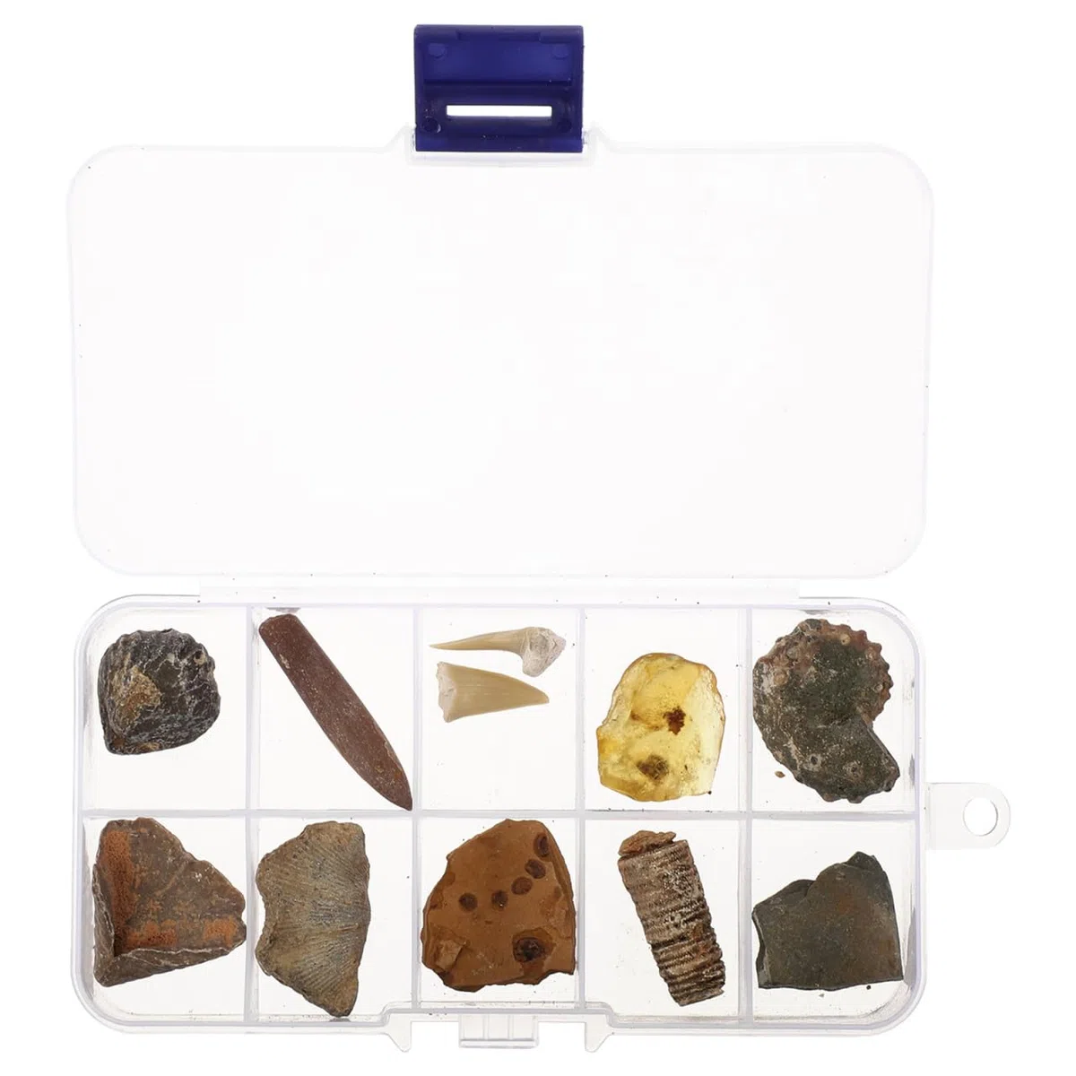 VILLCASE 10 Piezas Especímenes Fósiles Biológicos Decoración De Modelo Enseñando Juguete De Paleontología Para Niños. Equipo Kit De Ciencia Pecera Alumno De