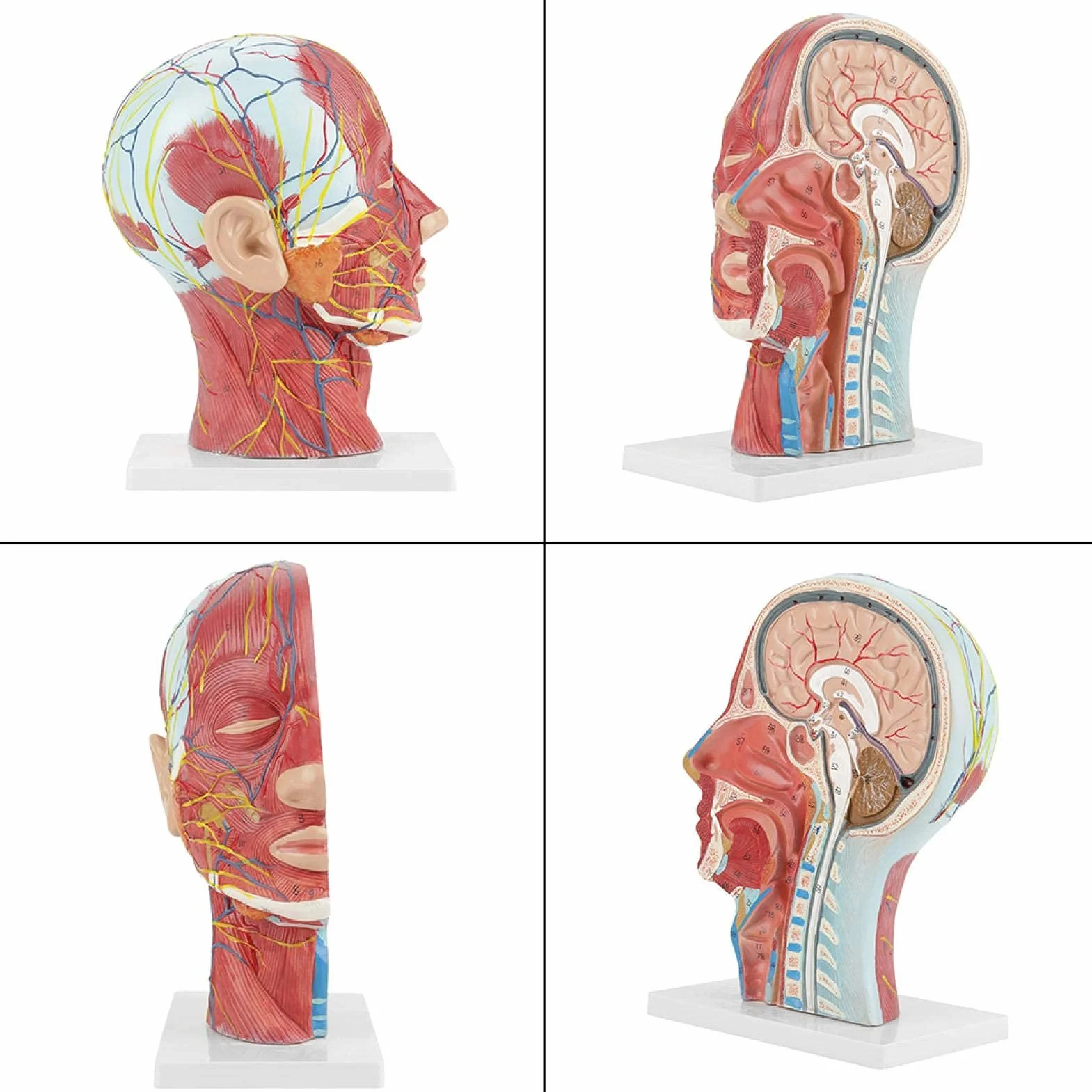 Modelo de cabeza anatómica Aramox, cabeza de tamaño real, cerebro, cuello, sección media, modelo de estudio, herramienta de enseñanza médica anatómica