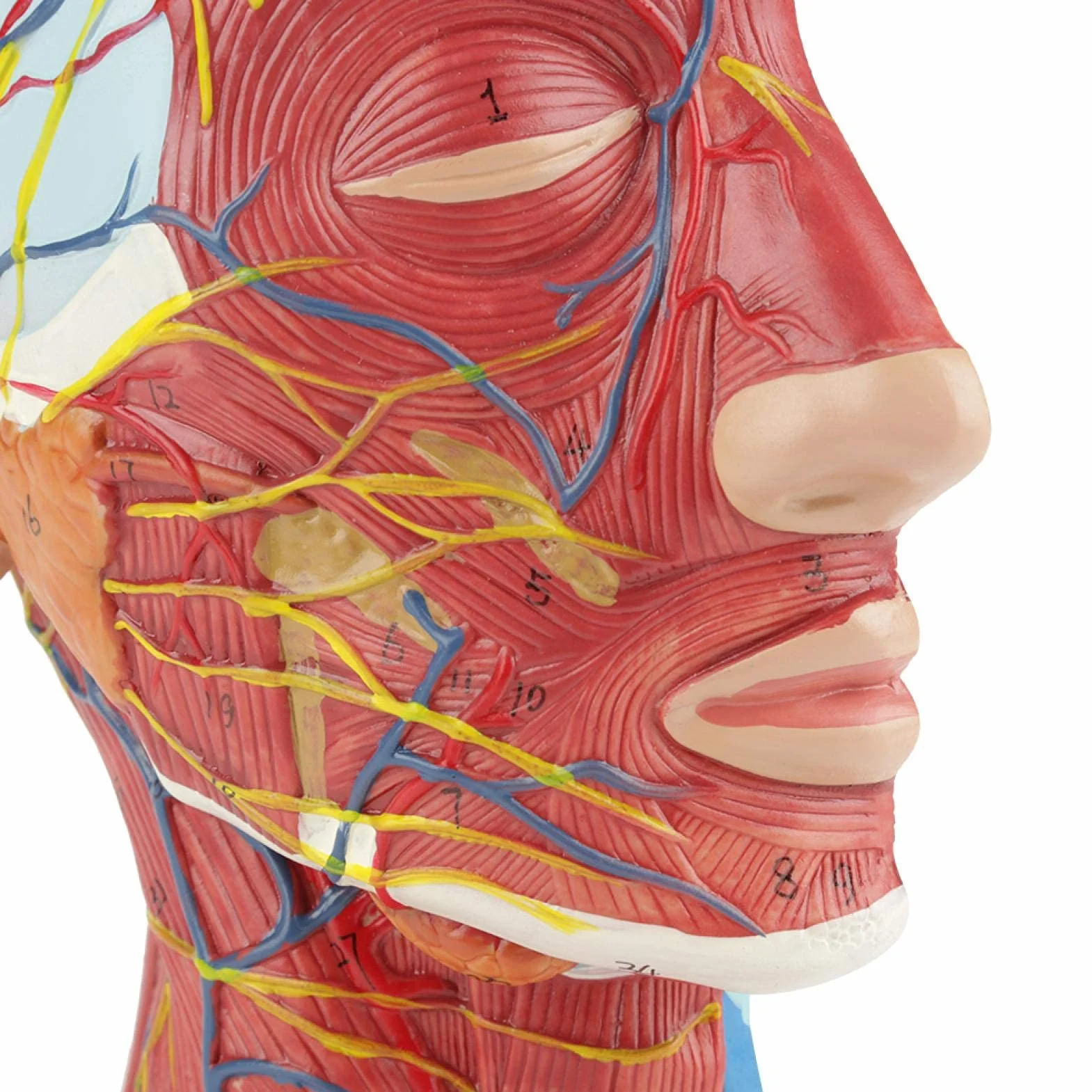 Modelo de cabeza anatómica Aramox, cabeza de tamaño real, cerebro, cuello, sección media, modelo de estudio, herramienta de enseñanza médica anatómica