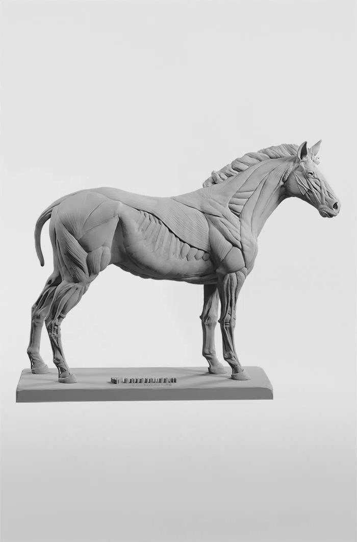 3dtotal Anatomy: figura de equino