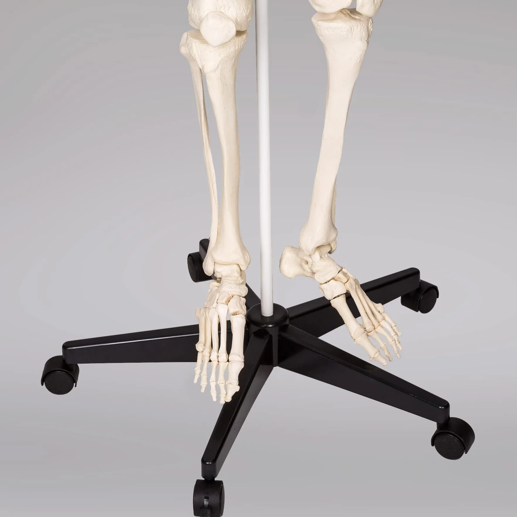tectake® Esqueleto Humano Modelo Anatómico Tamaño Real, Cuerpo Humano, Fines Didácticos, Incluye Póster, Cráneo con Apertura Fácil, Extremidades Desmontables, Alta Calidad