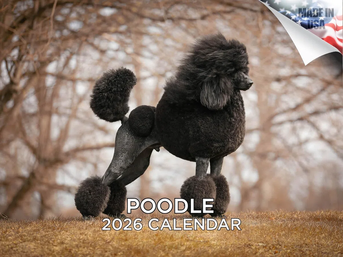 Calendario de caniche 2024 2025 – Calendario mensual de pared de raza de perro – 12 x 18 pulgadas abierto – Papel grueso que no se corre – Regalo – Calendario académico para profesores organizando y
