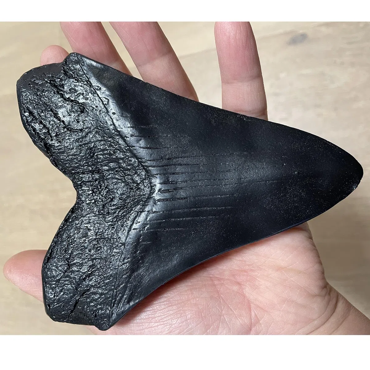 Modelo de Diente de tiburón de Resina Megalodon - Modelo fósil paleontológico - para decoración de Oficina de Adorno de Tienda de Mesa