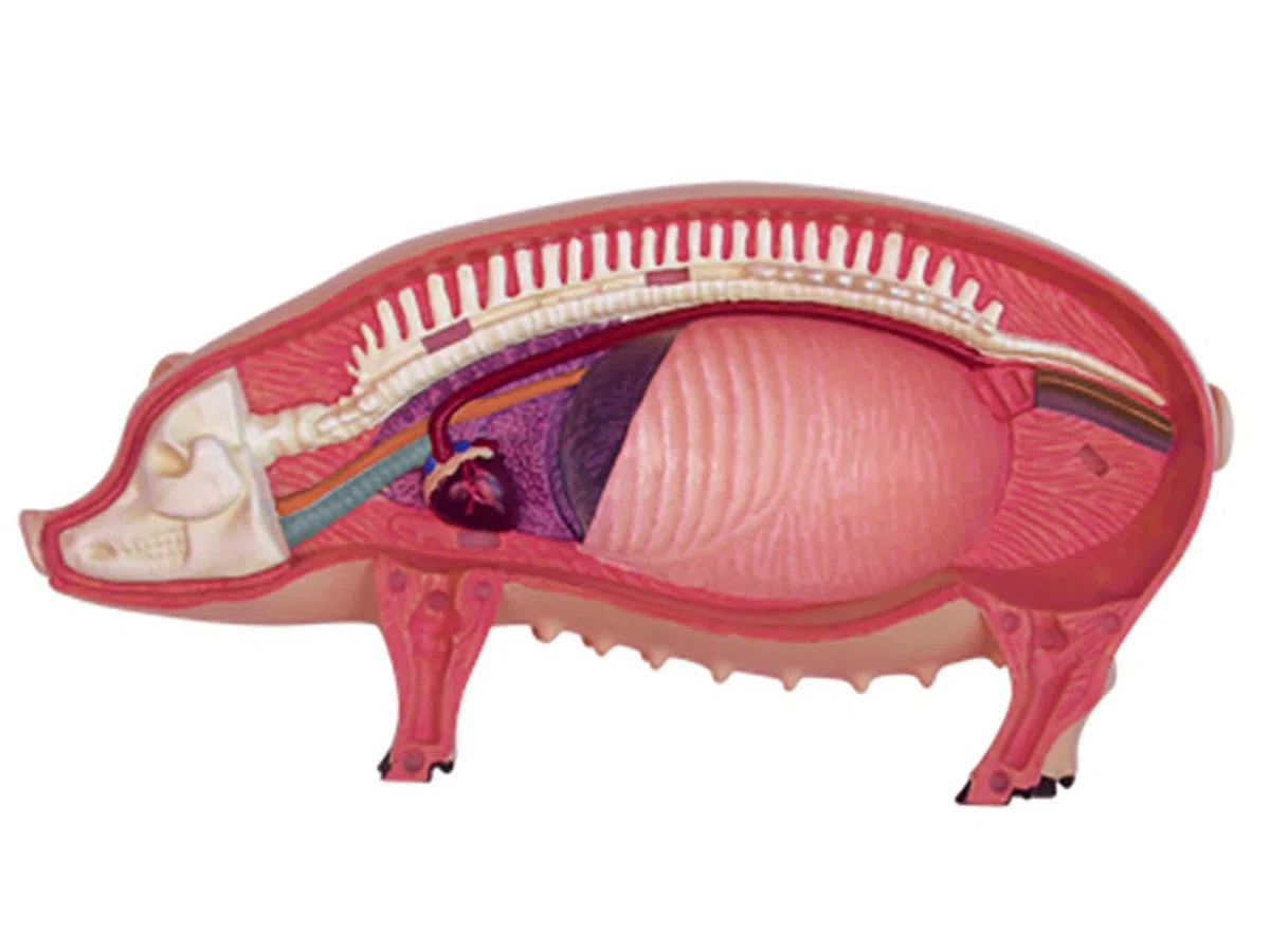 4D De Anatomía Porcina - Espécimen De Biología Desmontable para Formación Veterinaria Y Demostración Didáctica En Clínicas Y Escuelas De Animales De Compañía