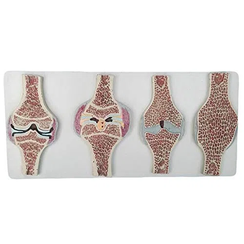 Modelo anatomía Sección articulación Rodilla Humana Modelo anatomía - Modelo anatómico articulación Rodilla Humana Modelo comparativo - Modelo sección sagital articulación Rodilla anatomía Humana m