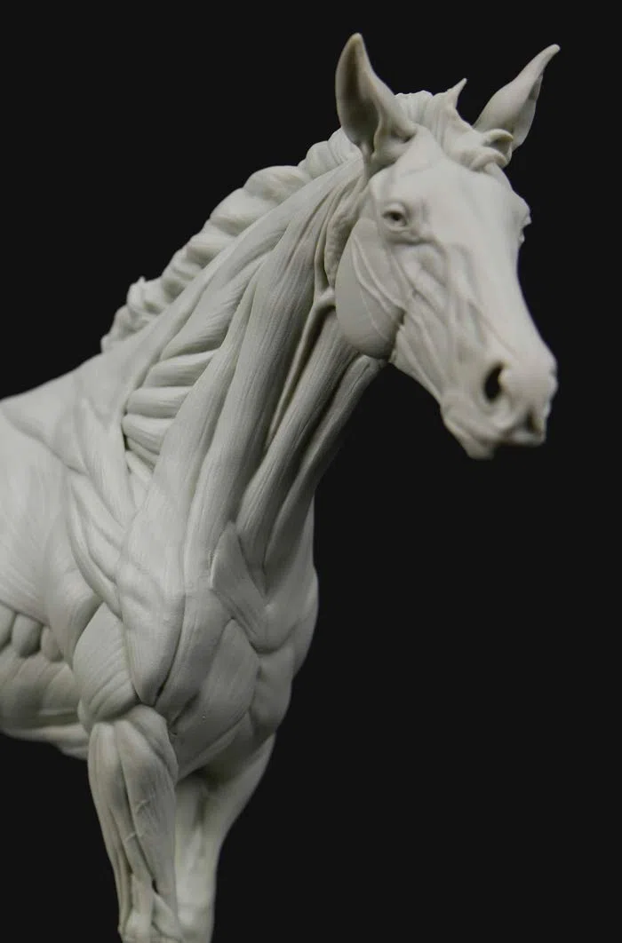 3dtotal Anatomy: figura de equino