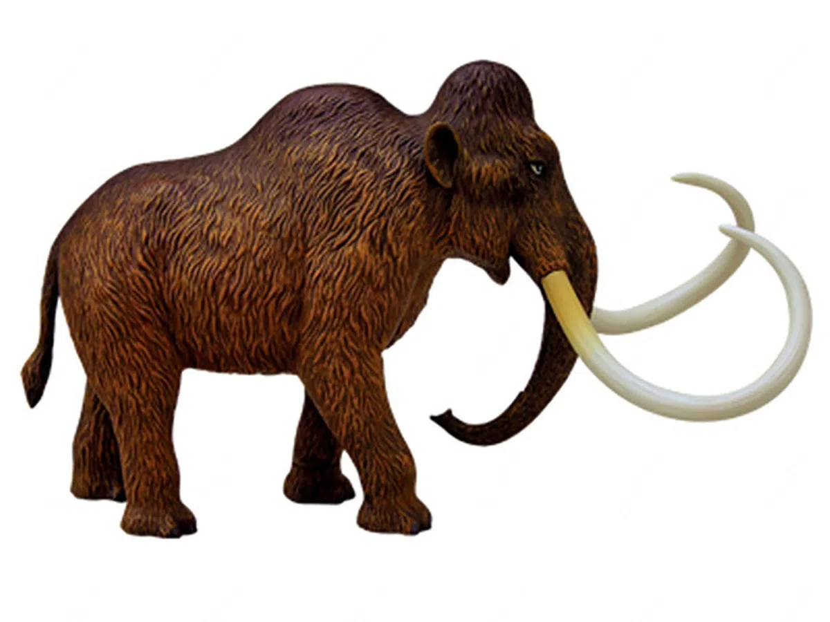 Modelo Anatómico De Momia De Lana 4d. Muestra De Esqueleto Animal, Biología Desmontable, 30 Secciones De Educación En Clínicas Veterinarias. Demostración De Enseñanza Escolar