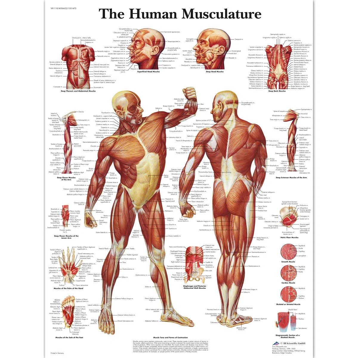 3B Scientific – Laminado Musculatura Humana Cartel – Póster de Anatomía Protegido contra UV y Polvo para Estudio, Enseñanza y Clínicas