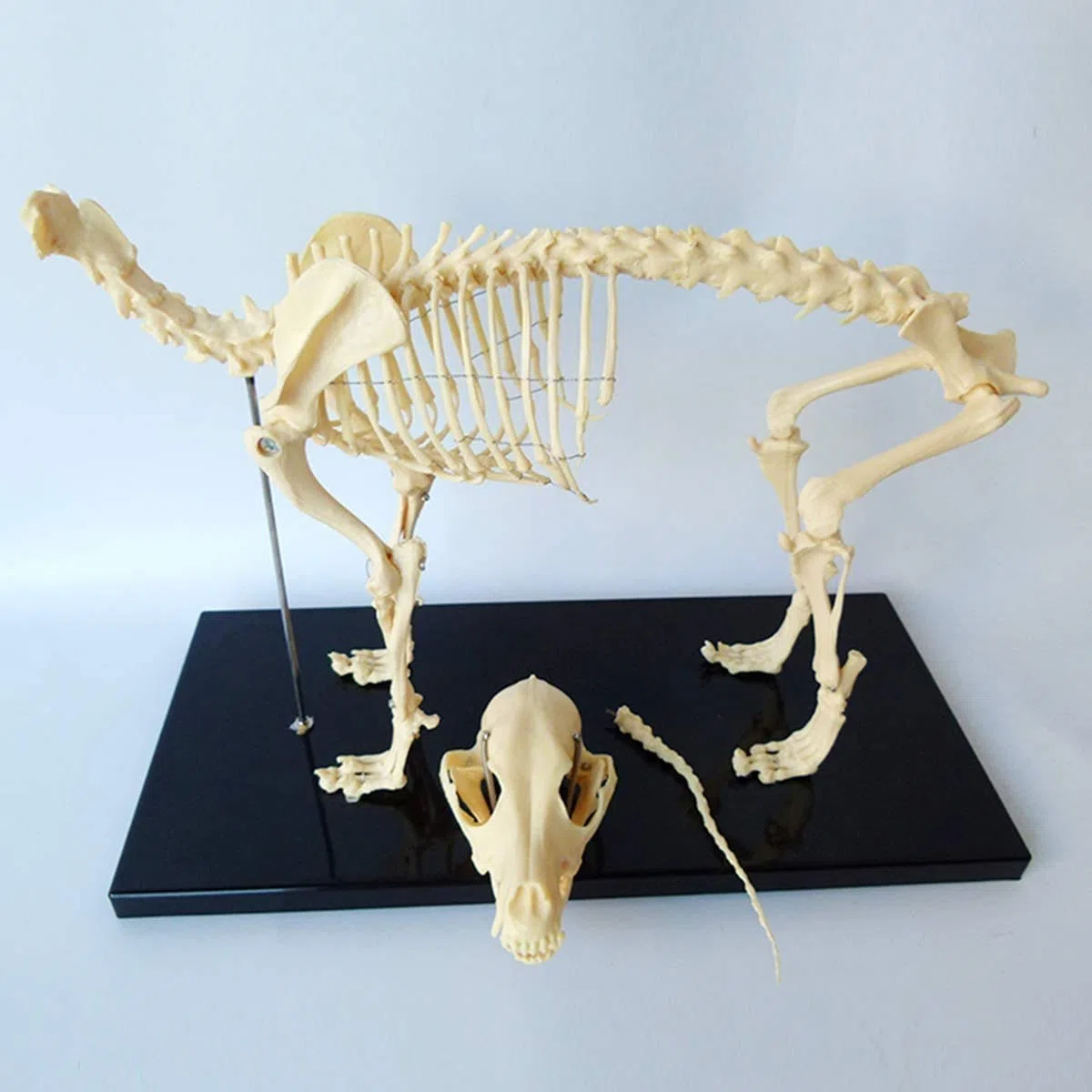 Modelo del esqueleto del perro con soporte de plástico - Herramienta de demostración de anatomía animal para enseñanza veterinaria