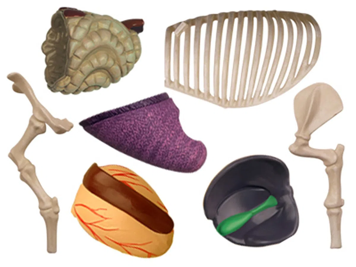 4D De Anatomía Porcina - Espécimen De Biología Desmontable para Formación Veterinaria Y Demostración Didáctica En Clínicas Y Escuelas De Animales De Compañía