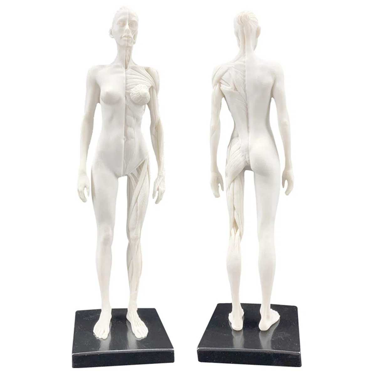 Modelo anatomía Figura anatomía Femenina Modelo Hueso Muscular anatómico Humano Anatomía anatómica Humana Cráneo Arte Boceto Pintura Escultura Modelo para Artista Dibujo Estudio Modelo Esqueleto