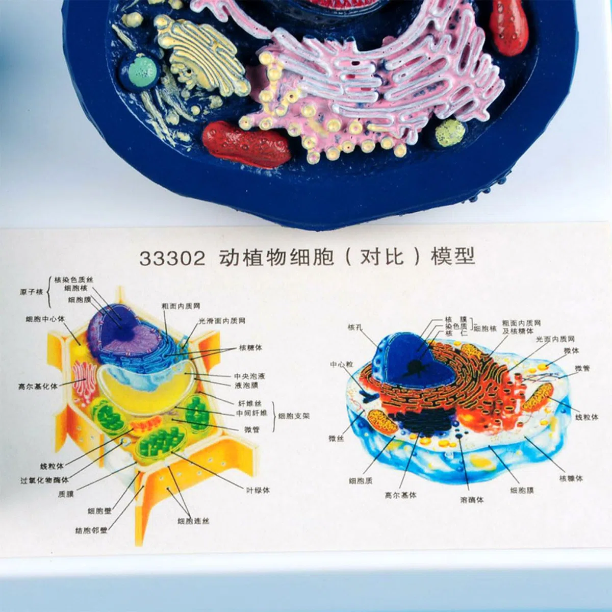 Modelo profesional de anatomía de células vegetales animales con piezas desmontables para aprendizaje en y estudio de laboratorio de ciencias biológicas Modelo de células animales ampliado