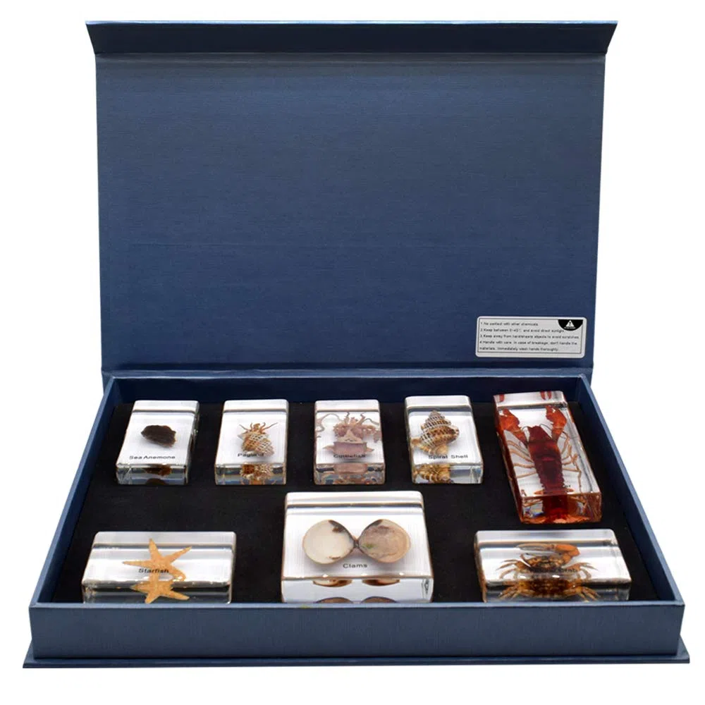 Juego de 8 Piezas Juego de Especímenes de Animales Marinos Taxidermia Pisapapeles Muestras de aula de Ciencia Colección de Resina Juguetes de Ciencia
