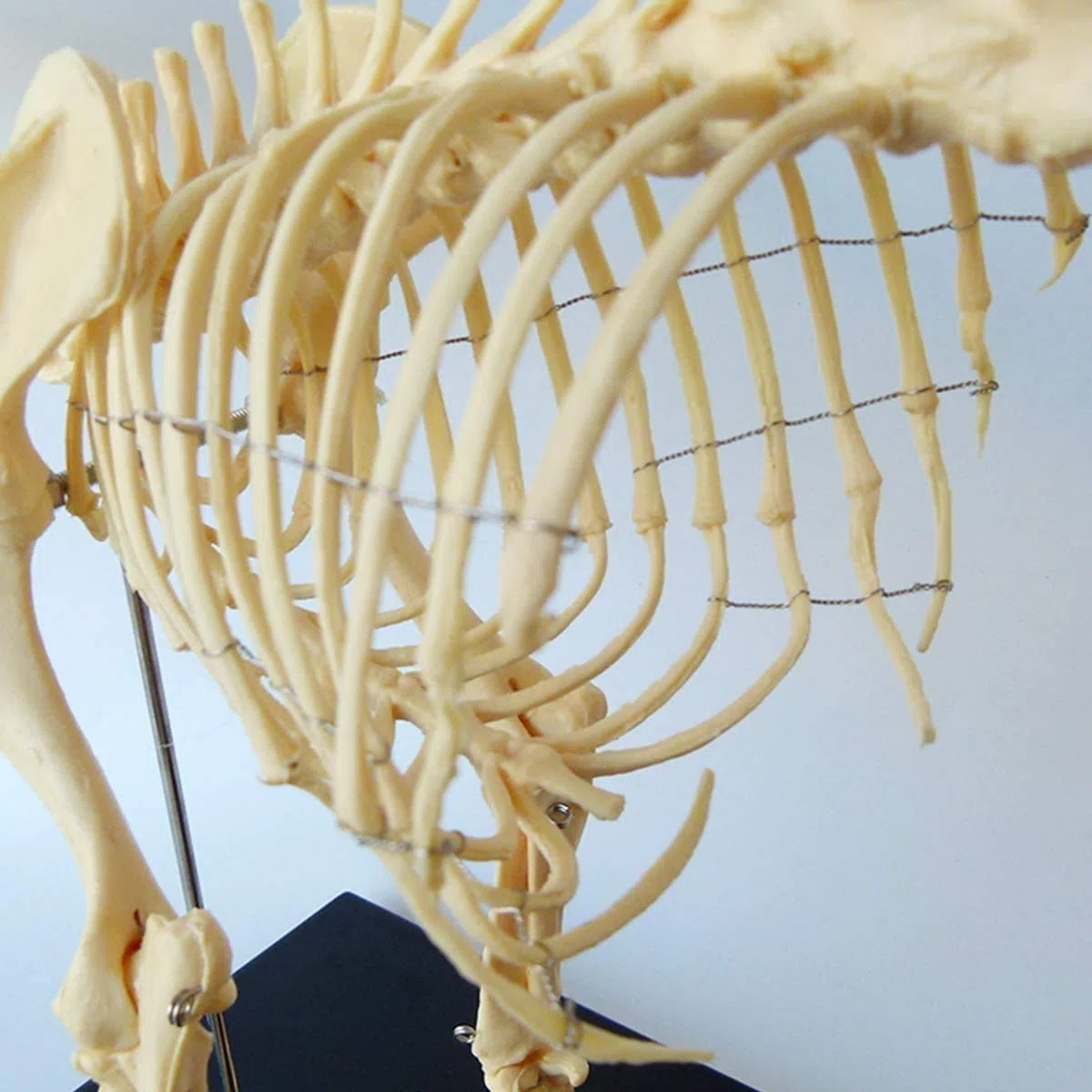 Modelo del esqueleto del perro con soporte de plástico - Herramienta de demostración de anatomía animal para enseñanza veterinaria