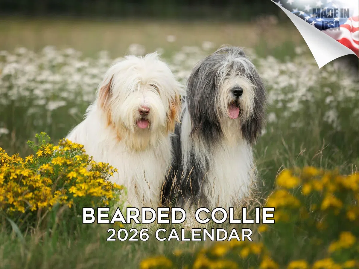 Calendario 2024 2025 de Collie barbudo – Calendario mensual de pared de raza de perro – 12 x 18 pulgadas abierto – Papel grueso que no se corre – Regalo – Calendario académico para profesores