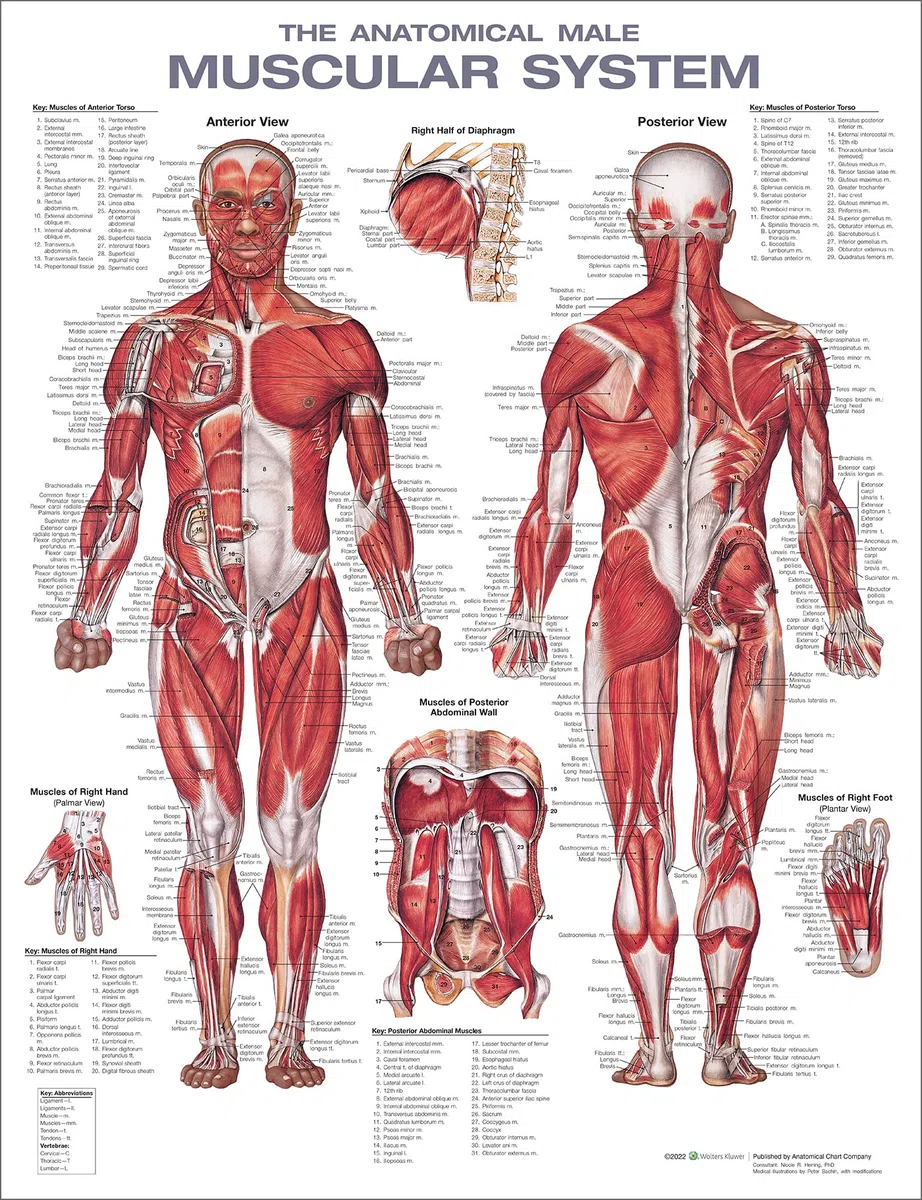 Anatomical Chart - Cartel impreso con dibujo del sistema muscular humano.