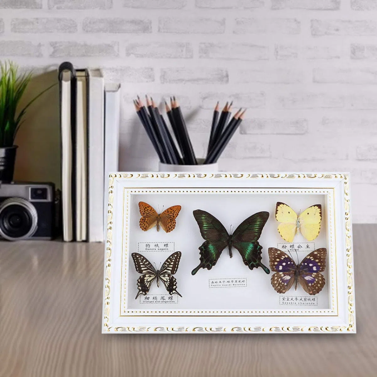 Espécimen de Mariposas, especímenes de Mariposas Reales, espécimen de Insectos, 5 Mariposas para colegas Amigos(White Box)