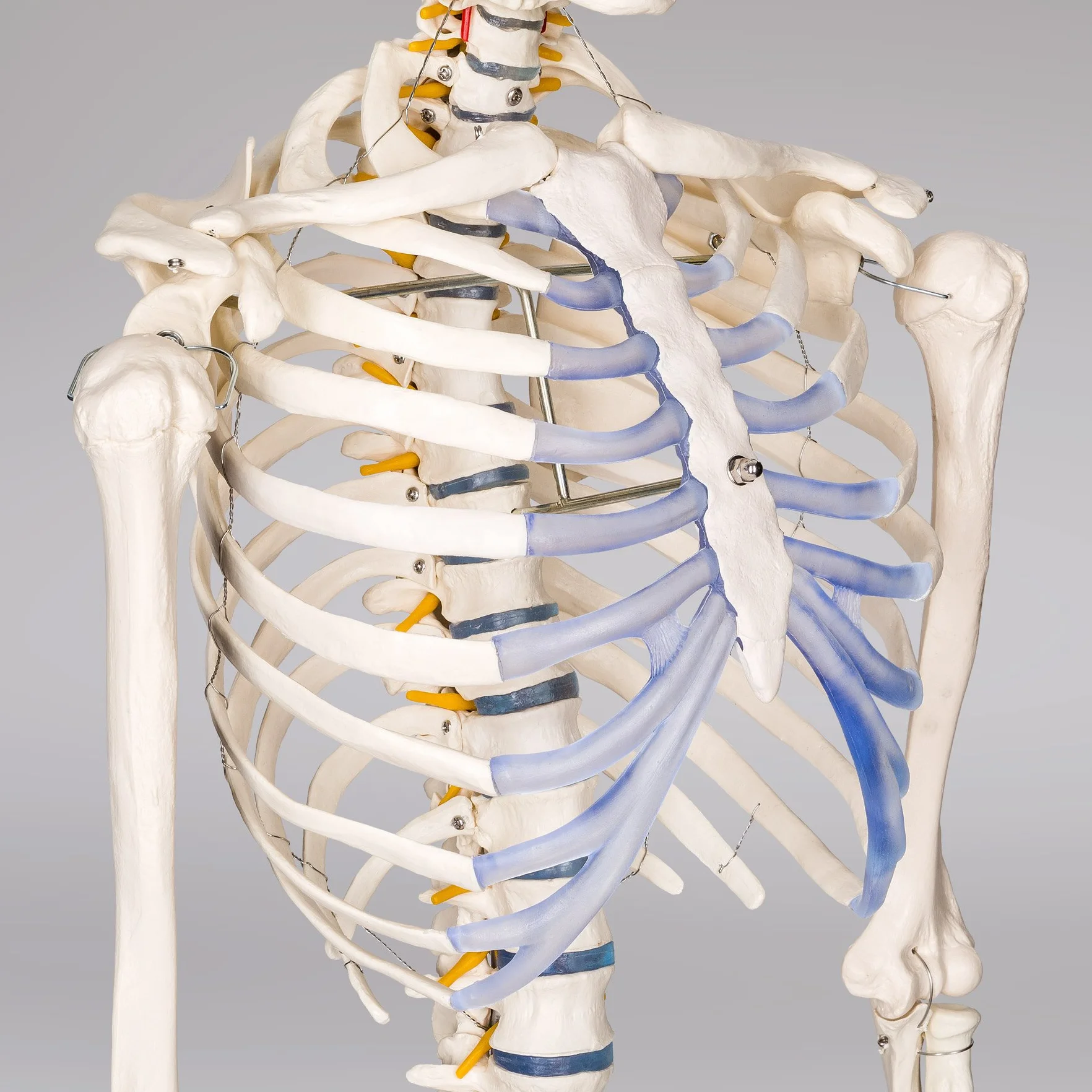 tectake® Esqueleto Humano Modelo Anatómico Tamaño Real, Cuerpo Humano, Fines Didácticos, Incluye Póster, Cráneo con Apertura Fácil, Extremidades Desmontables, Alta Calidad