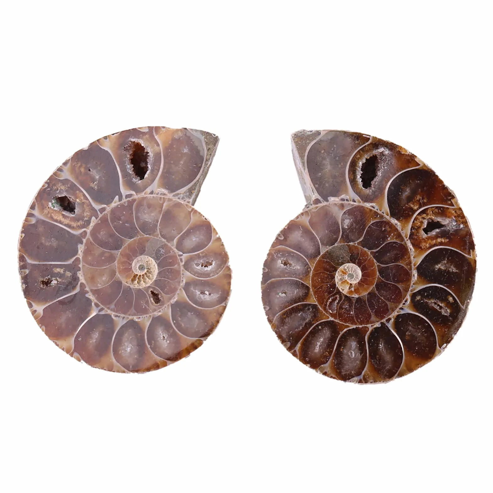 2 X Espécimen Fósil de Amonita, Concha de Espécimen Fósil de Amonita Natural Madagascar(4cm/1.57inch)