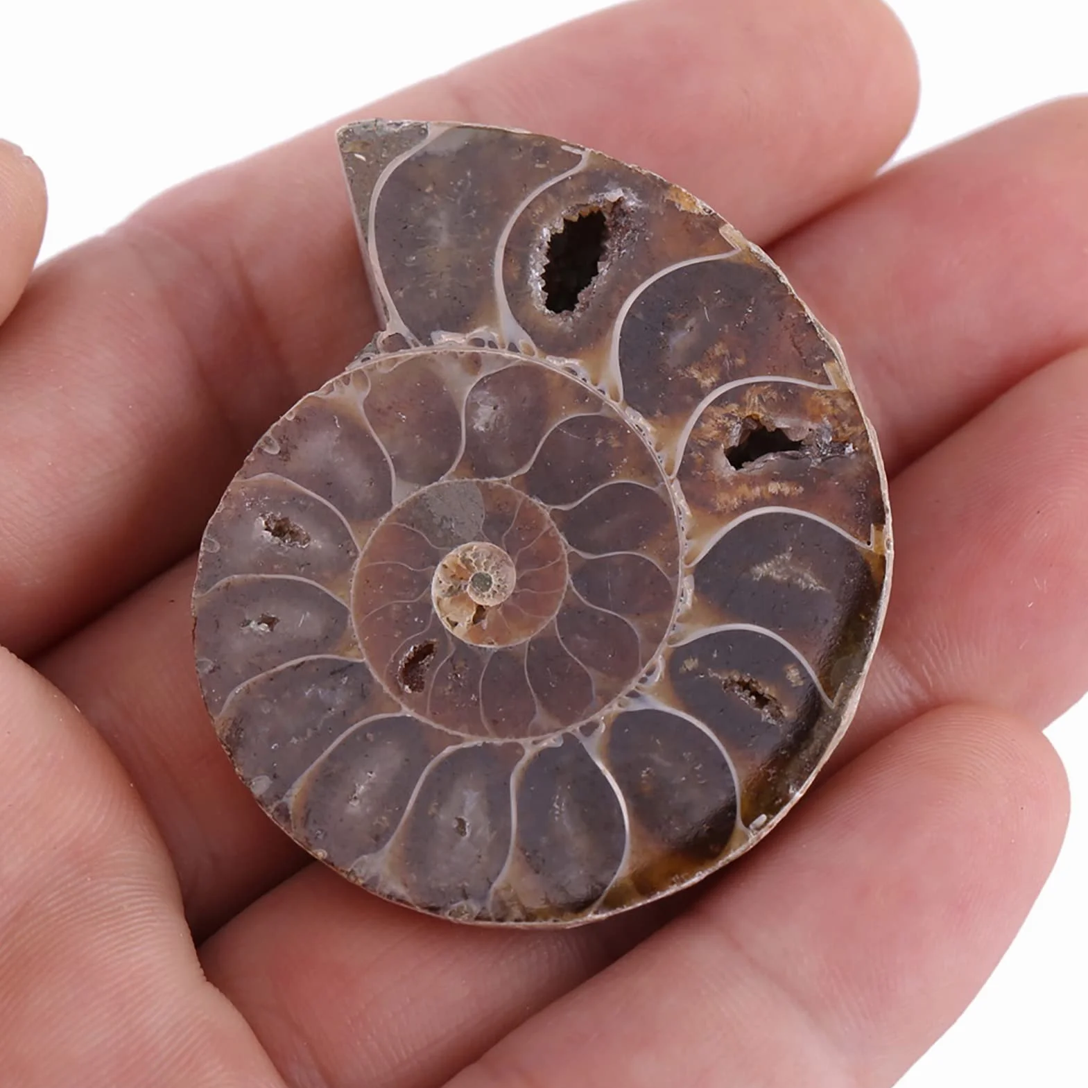 2 X Espécimen Fósil de Amonita, Concha de Espécimen Fósil de Amonita Natural Madagascar(4cm/1.57inch)
