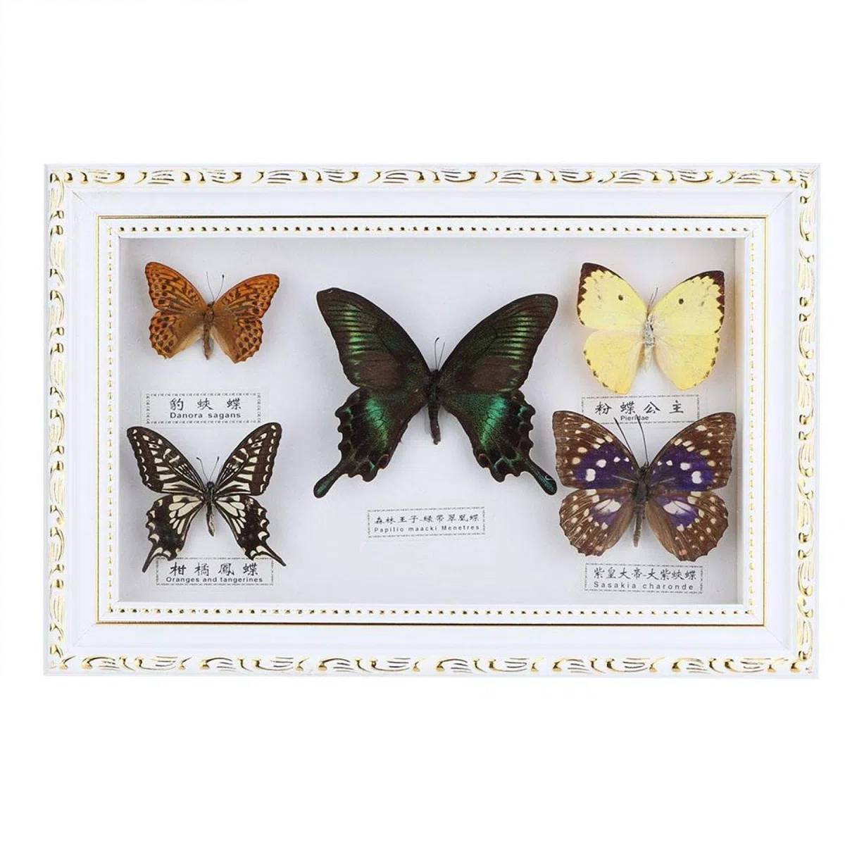 Espécimen de Mariposas, especímenes de Mariposas Reales, espécimen de Insectos, 5 Mariposas para colegas Amigos(White Box)
