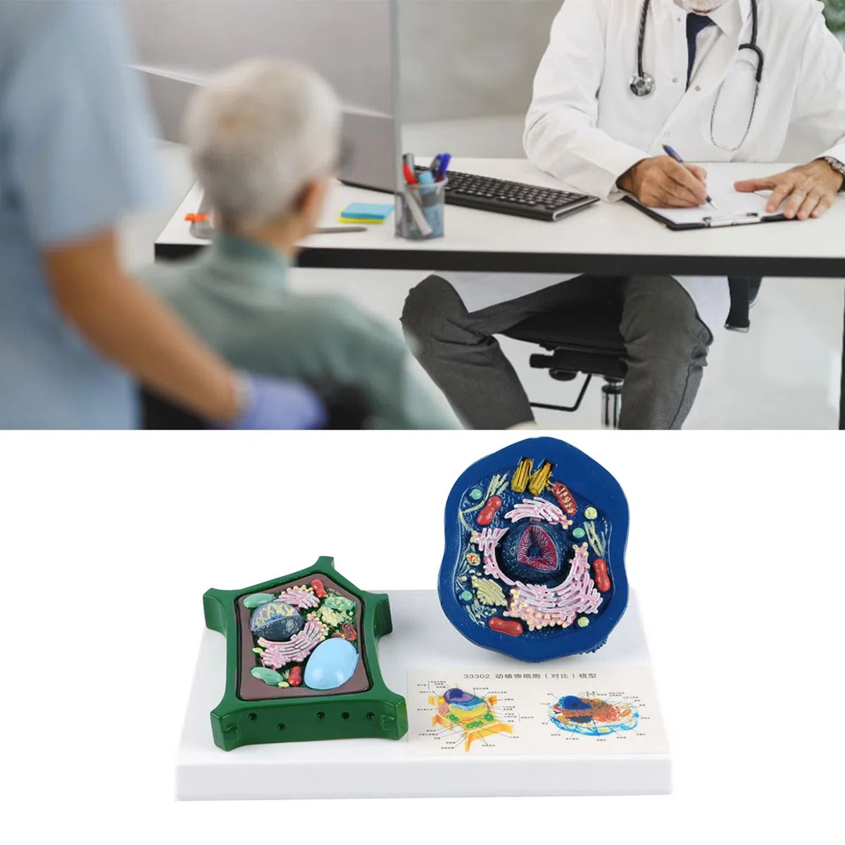 Modelo profesional de anatomía de células vegetales animales con piezas desmontables para aprendizaje en y estudio de laboratorio de ciencias biológicas Modelo de células animales ampliado