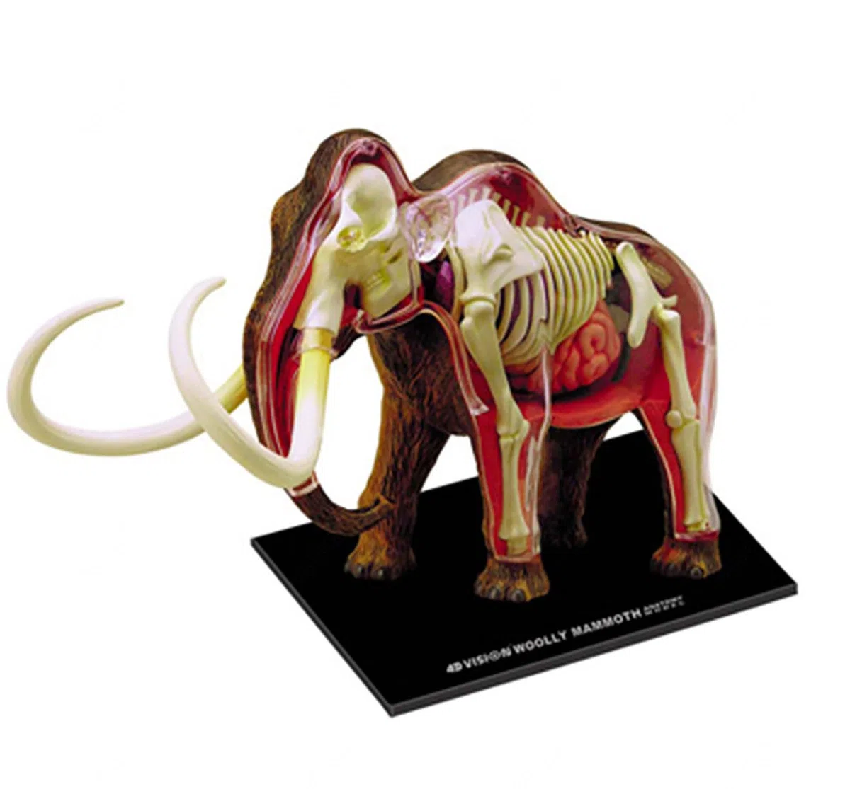 Modelo Anatómico De Momia De Lana 4d. Muestra De Esqueleto Animal, Biología Desmontable, 30 Secciones De Educación En Clínicas Veterinarias. Demostración De Enseñanza Escolar