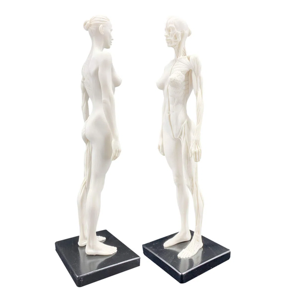 Modelo anatomía Figura anatomía Femenina Modelo Hueso Muscular anatómico Humano Anatomía anatómica Humana Cráneo Arte Boceto Pintura Escultura Modelo para Artista Dibujo Estudio Modelo Esqueleto