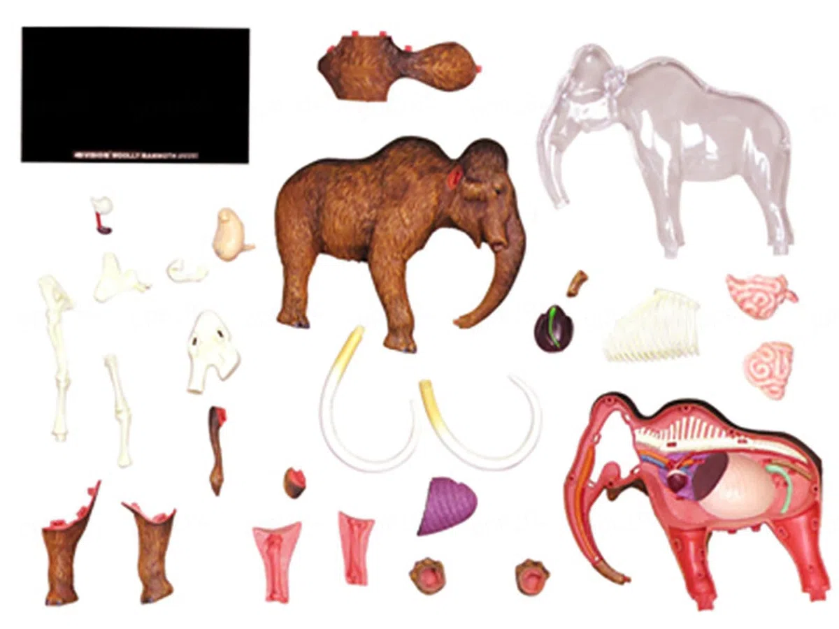 Modelo Anatómico De Momia De Lana 4d. Muestra De Esqueleto Animal, Biología Desmontable, 30 Secciones De Educación En Clínicas Veterinarias. Demostración De Enseñanza Escolar