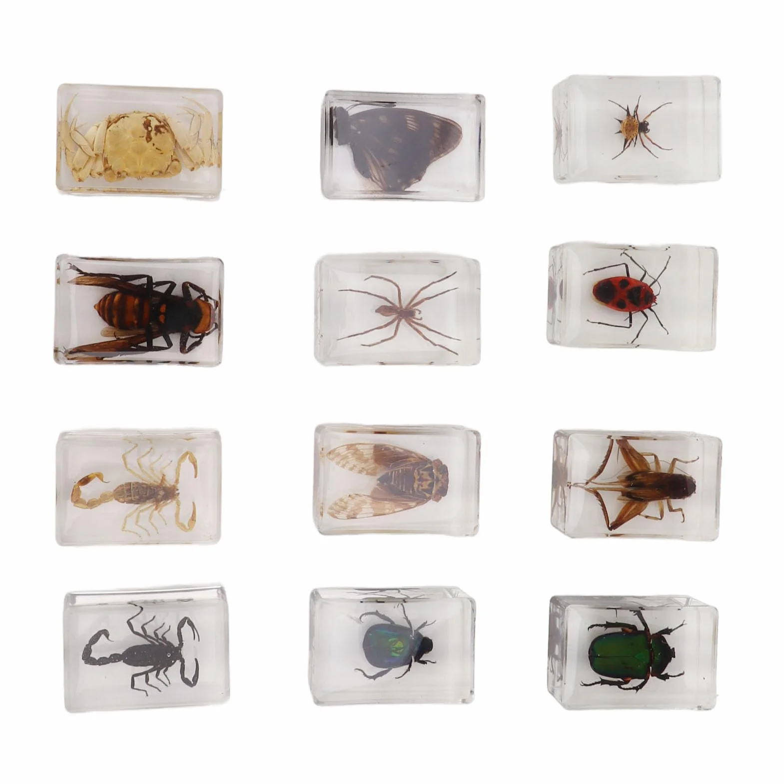 12 muestras de escarabajos reales de resina transparente para ciencia, educación, aula, muestras de escarabajos, decoración de mesa