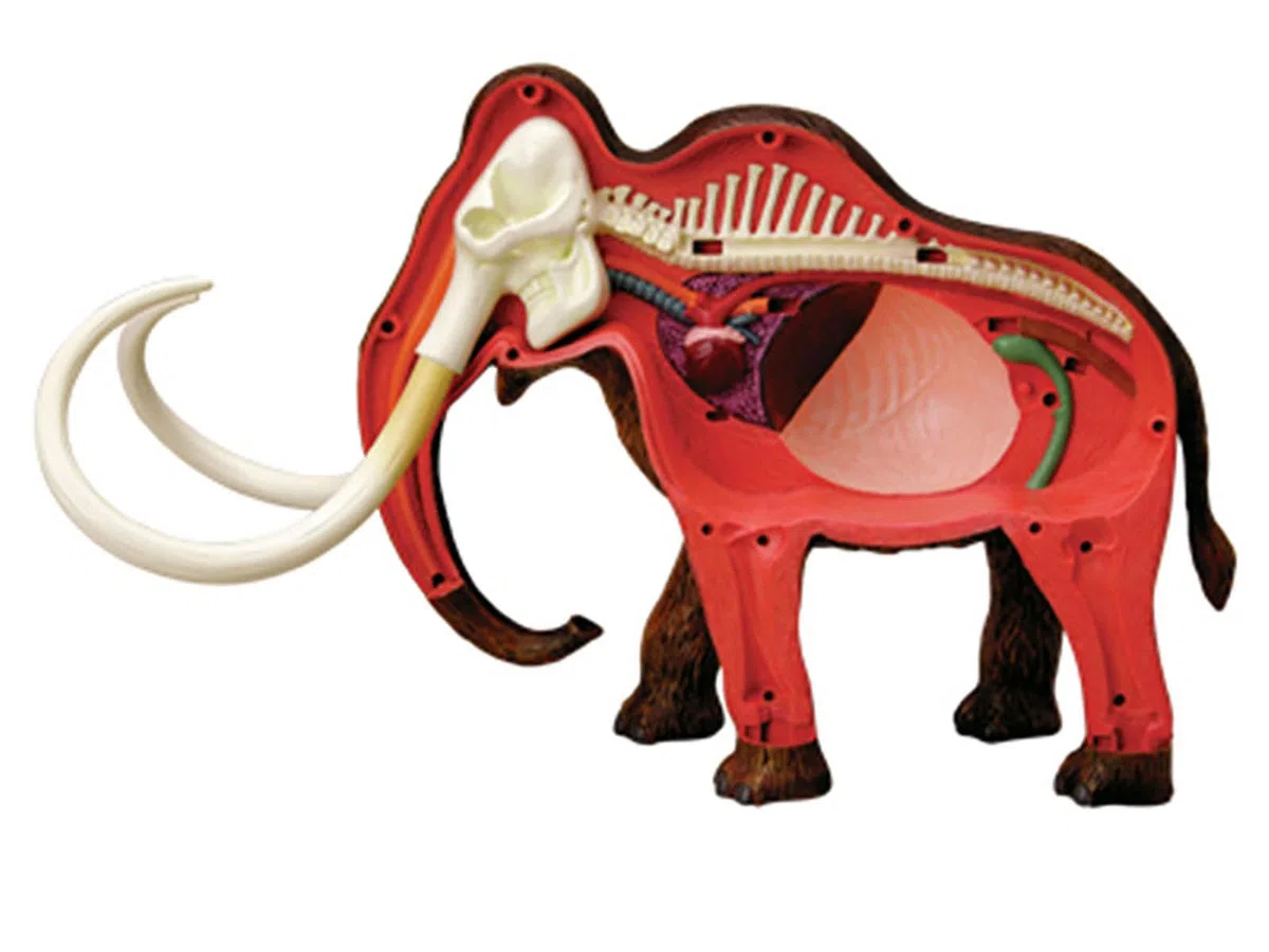 Modelo Anatómico De Momia De Lana 4d. Muestra De Esqueleto Animal, Biología Desmontable, 30 Secciones De Educación En Clínicas Veterinarias. Demostración De Enseñanza Escolar