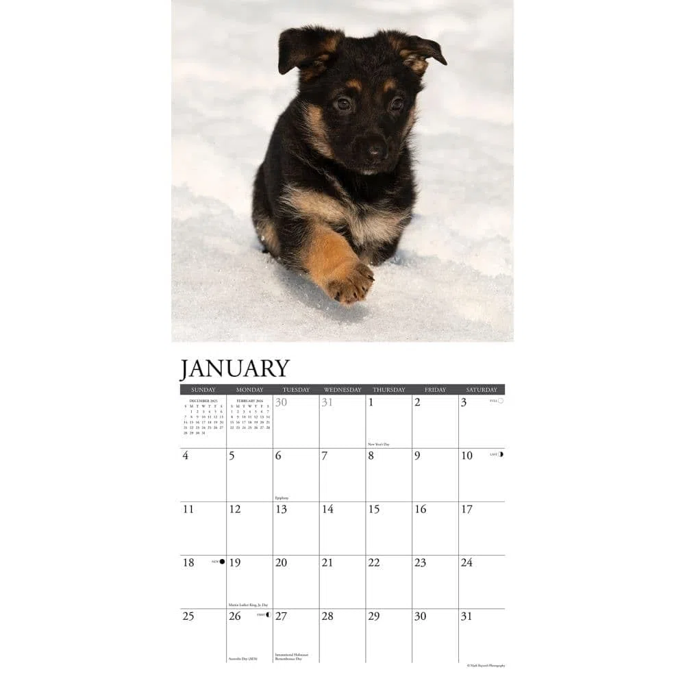 Willow Creek Press, Just German Shepherd Puppies - Calendario de pared 2026, 12 x 12 pulgadas, calendario de 18 meses con encuadernación grapada