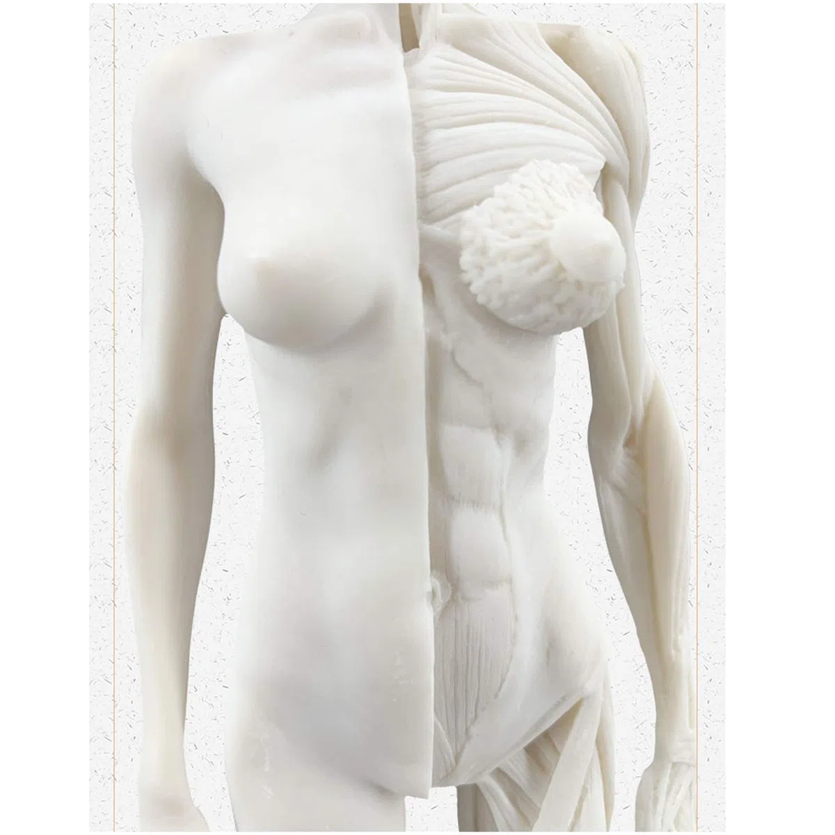 Modelo anatomía Figura anatomía Femenina Modelo Hueso Muscular anatómico Humano Anatomía anatómica Humana Cráneo Arte Boceto Pintura Escultura Modelo para Artista Dibujo Estudio Modelo Esqueleto
