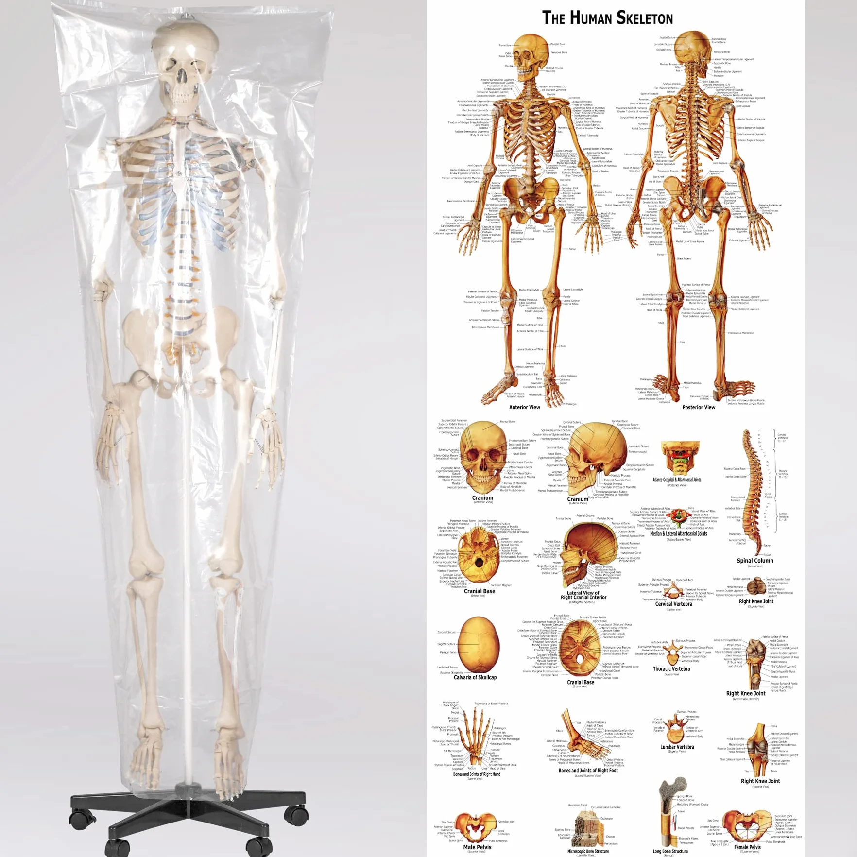 tectake® Esqueleto Humano Modelo Anatómico Tamaño Real, Cuerpo Humano, Fines Didácticos, Incluye Póster, Cráneo con Apertura Fácil, Extremidades Desmontables, Alta Calidad