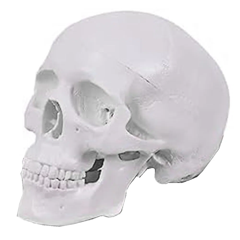Mini Modelo de CráNeo Humano, Modelo de CráNeo AnatóMico de 3 Partes con Tapa de CráNeo ExtraíBle y MandíBula Articulada